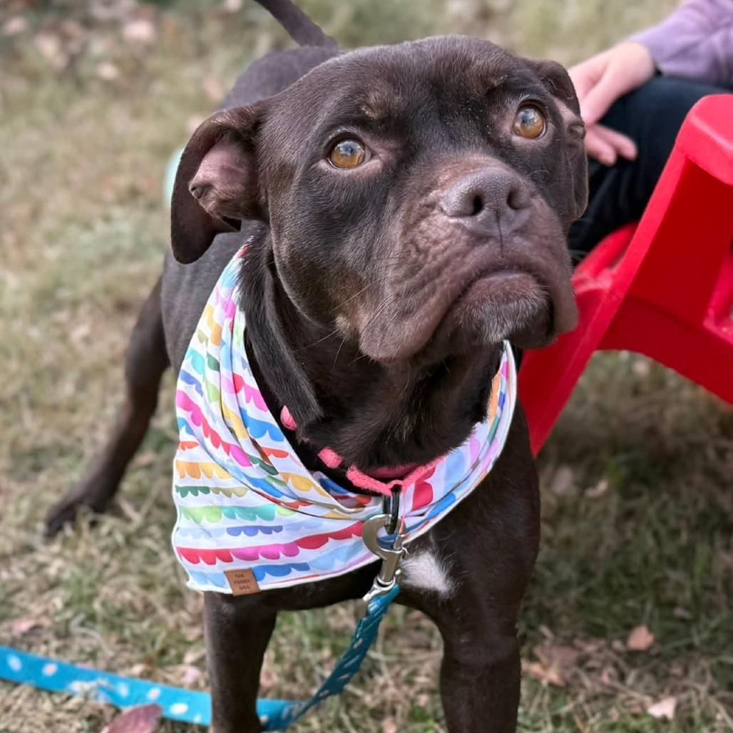 Enlarge Starla, a Adoptable Mixed Breed in Fredericksburg, VA image 6/6