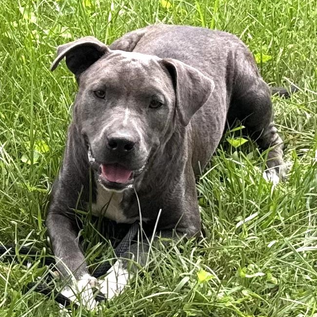 Kira