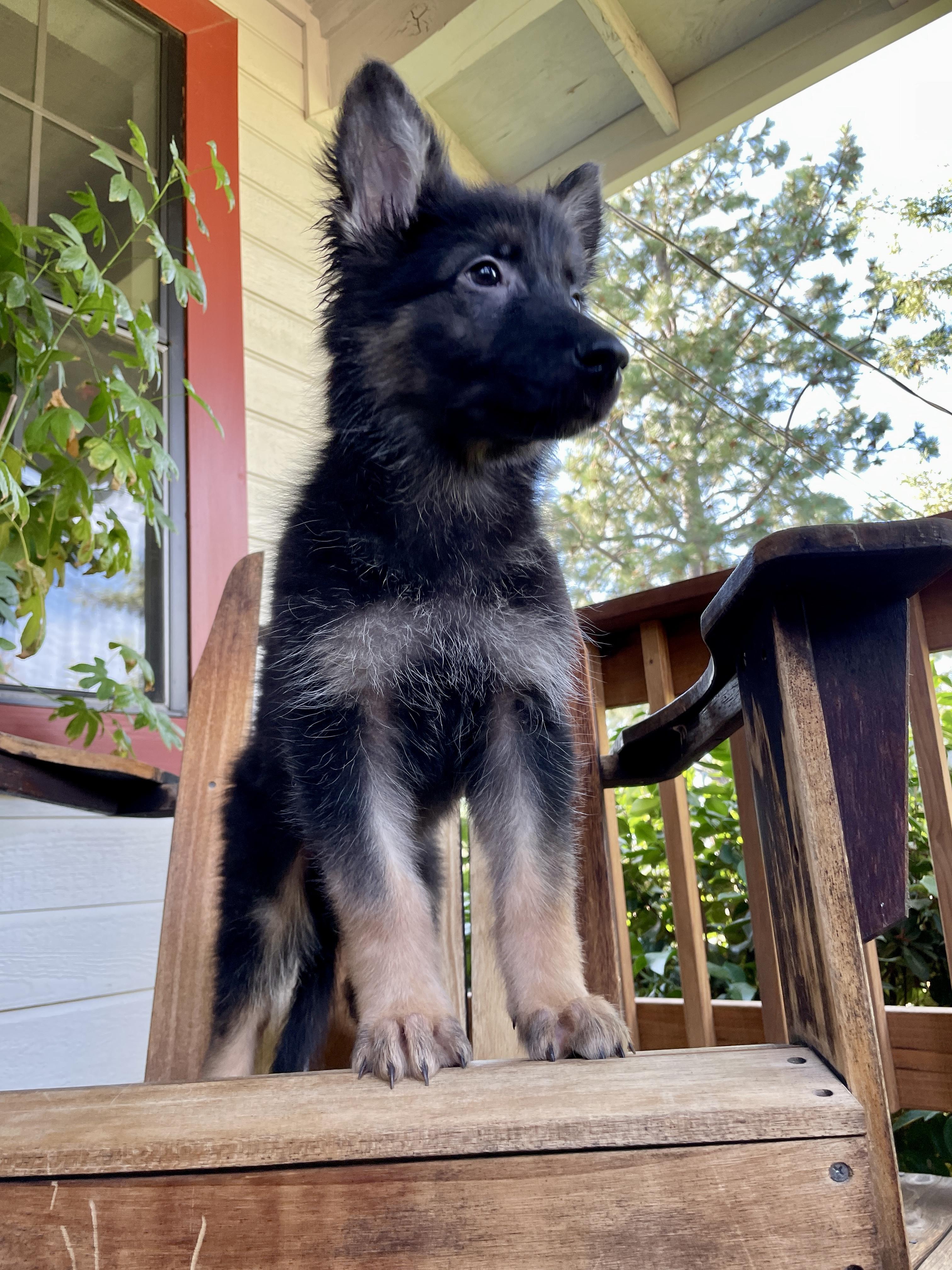Enlarge Ralph, a Adopted German Shepherd Dog in placerville, CA image 1/6