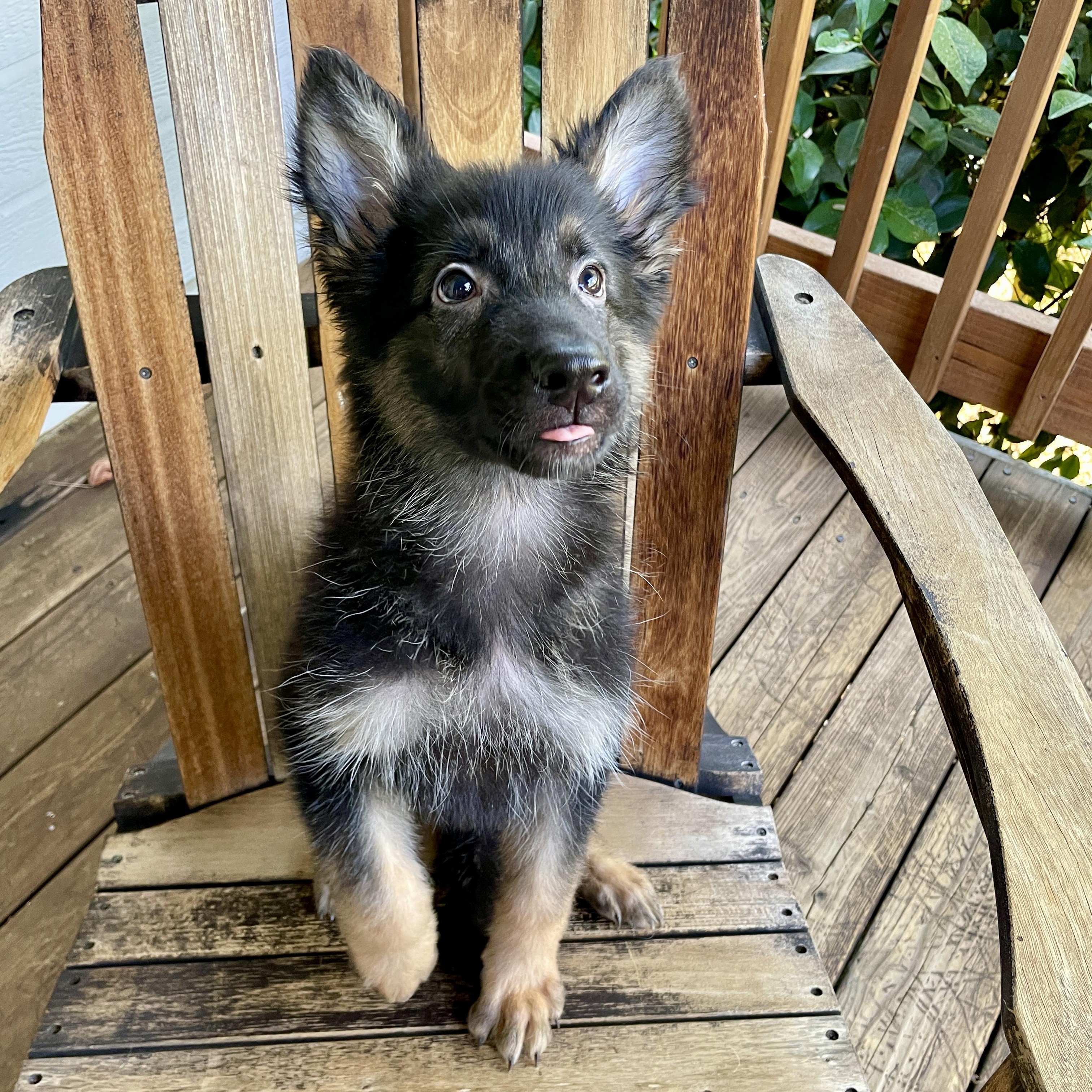 Enlarge Ralph, a Adopted German Shepherd Dog in placerville, CA image 2/6