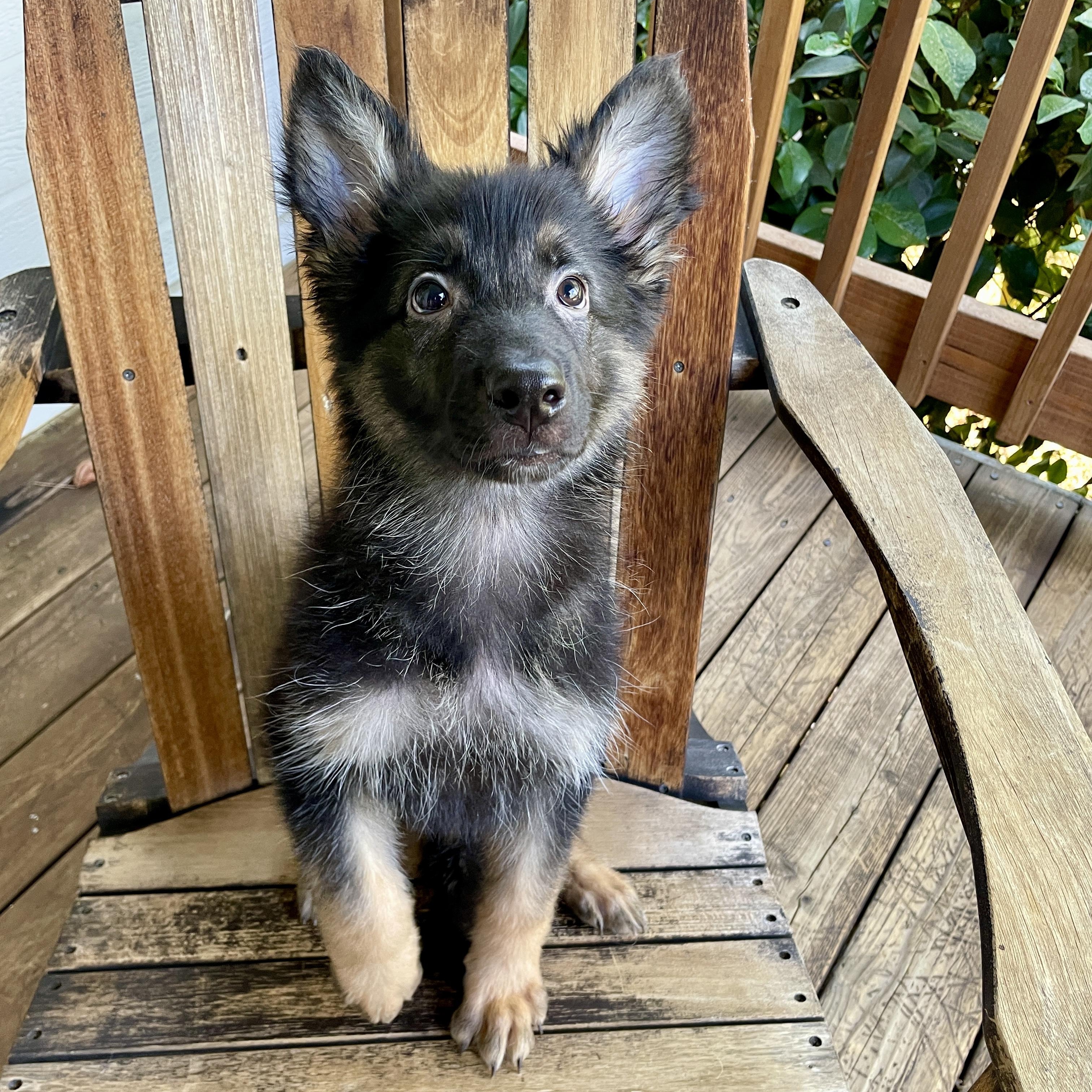 Enlarge Ralph, a Adopted German Shepherd Dog in placerville, CA image 6/6