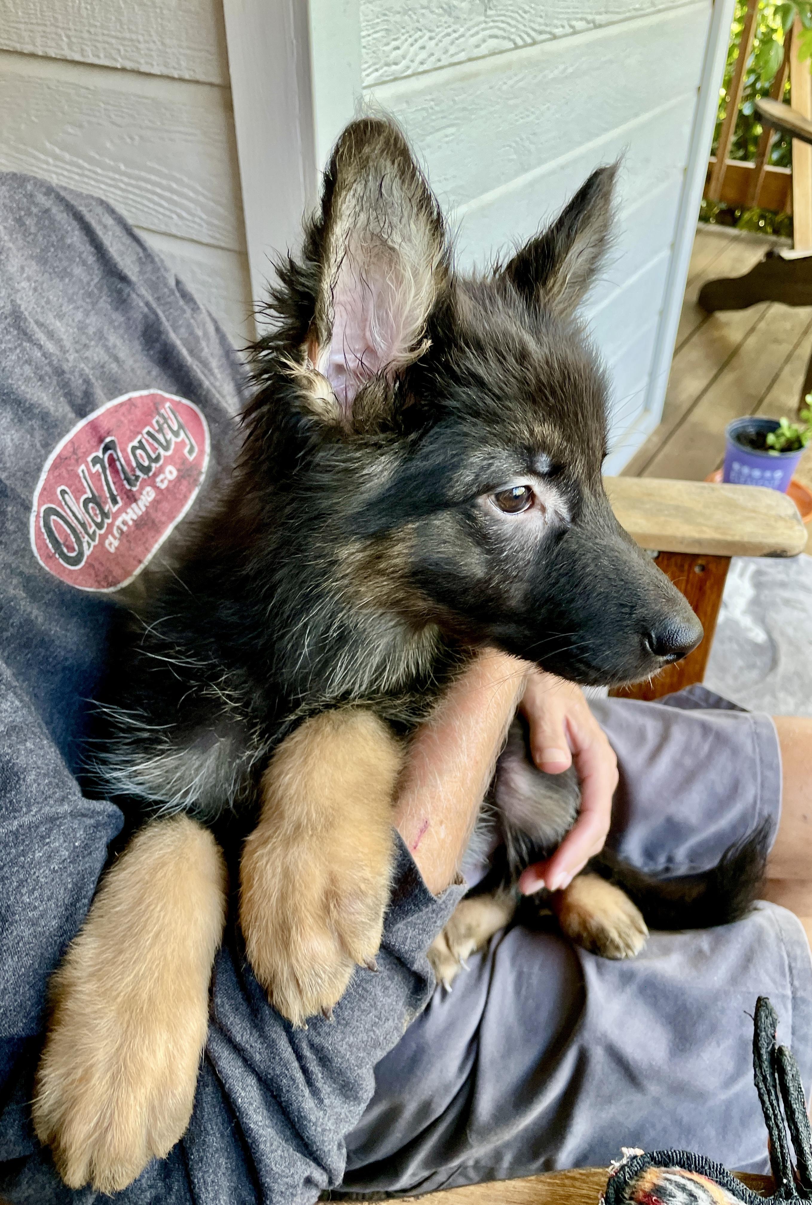 Enlarge Ralph, a Adopted German Shepherd Dog in placerville, CA image 4/6