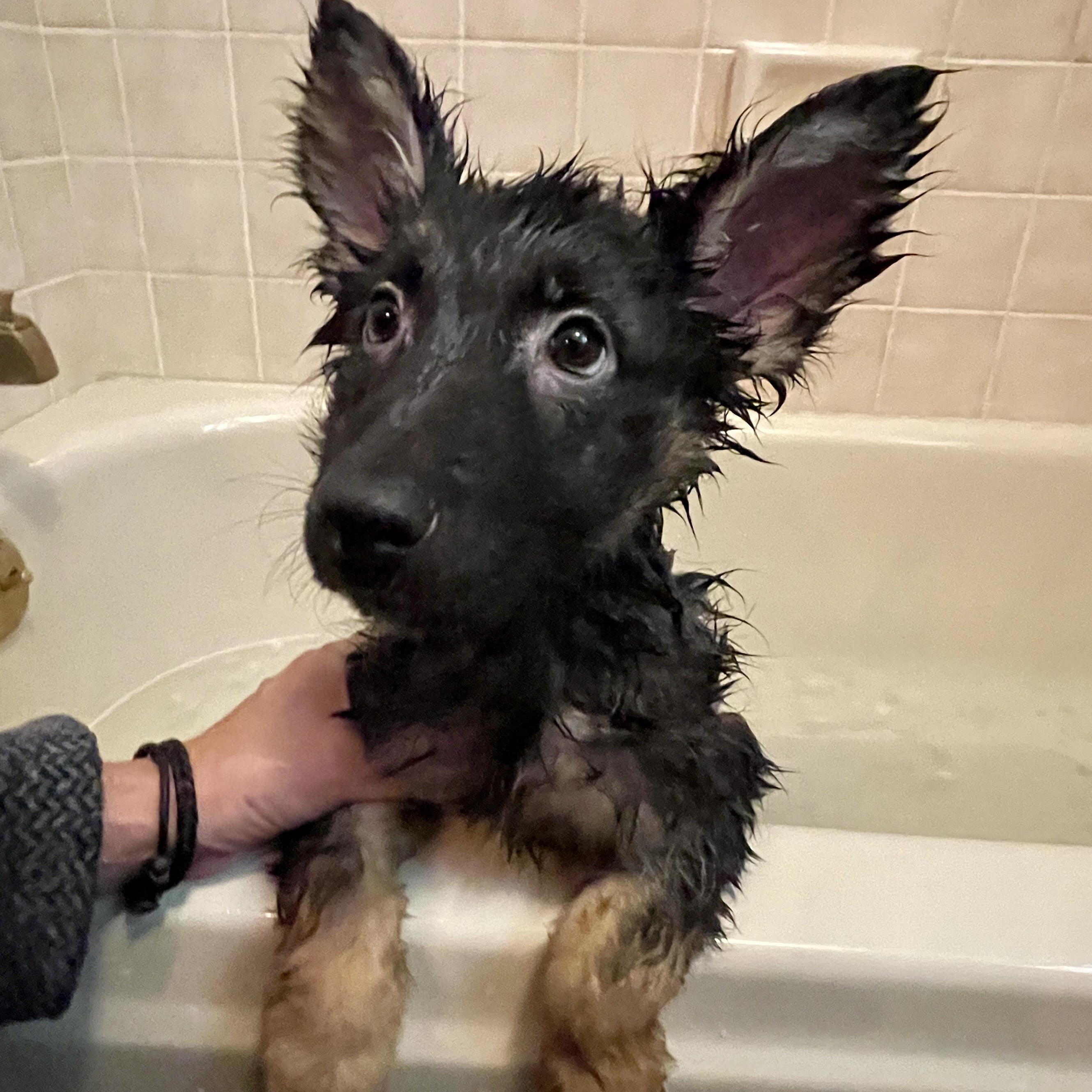 Enlarge Ralph, a Adopted German Shepherd Dog in placerville, CA image 5/6