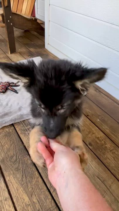 Enlarge Ralph, a Adopted German Shepherd Dog in placerville, CA video 3/6