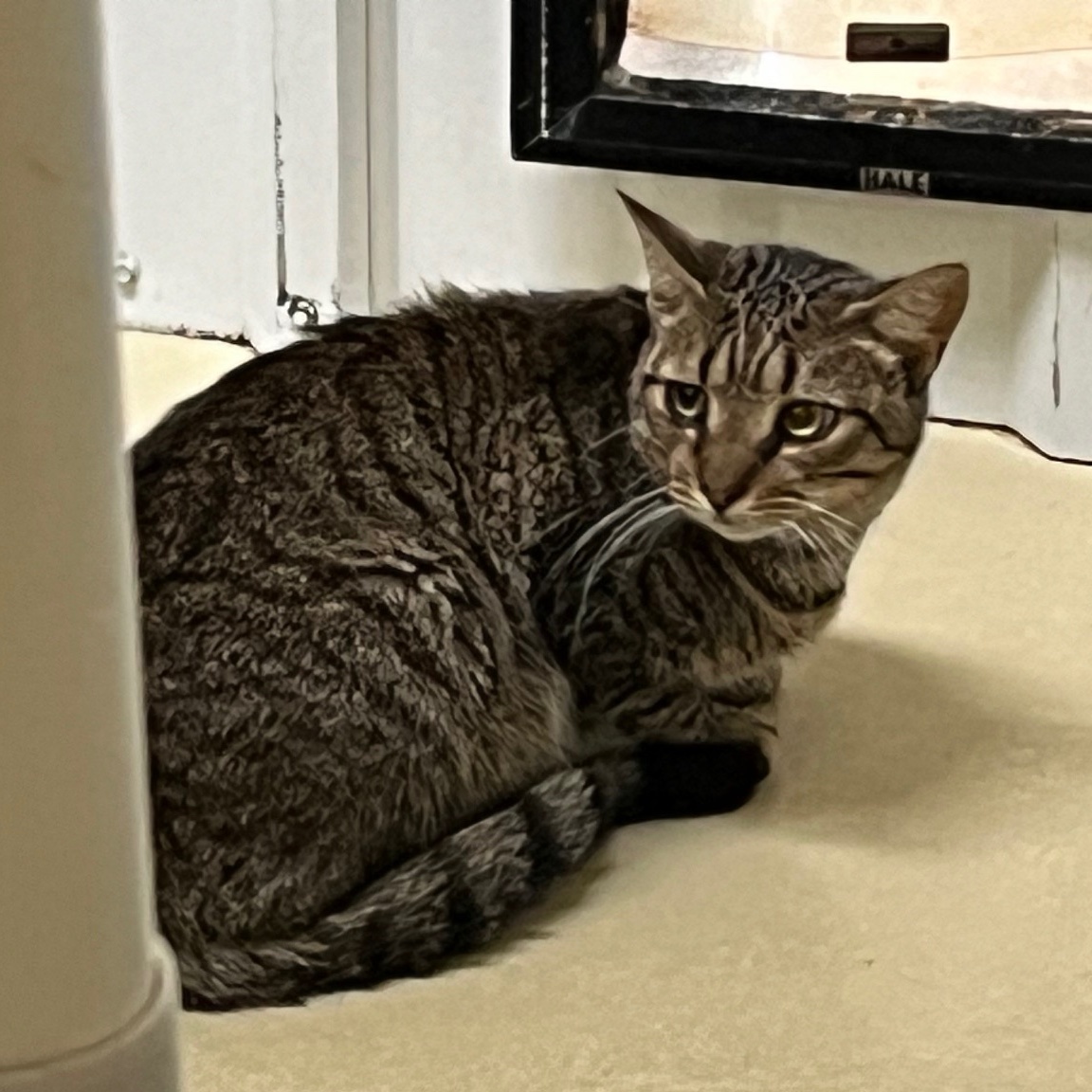 Friday, a Adoptable mixed breed in Clarksville, VA image 2/4