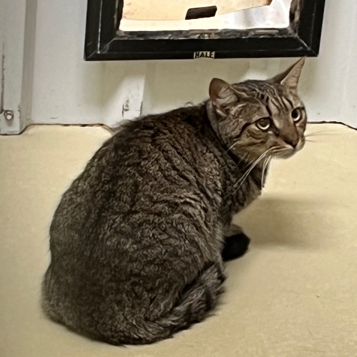 Friday, a Adoptable mixed breed in Clarksville, VA image 1/4