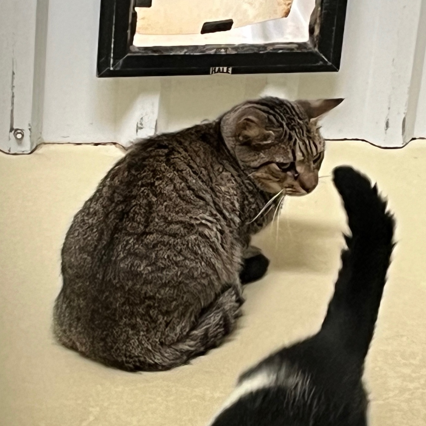Friday, a Adoptable mixed breed in Clarksville, VA image 4/4