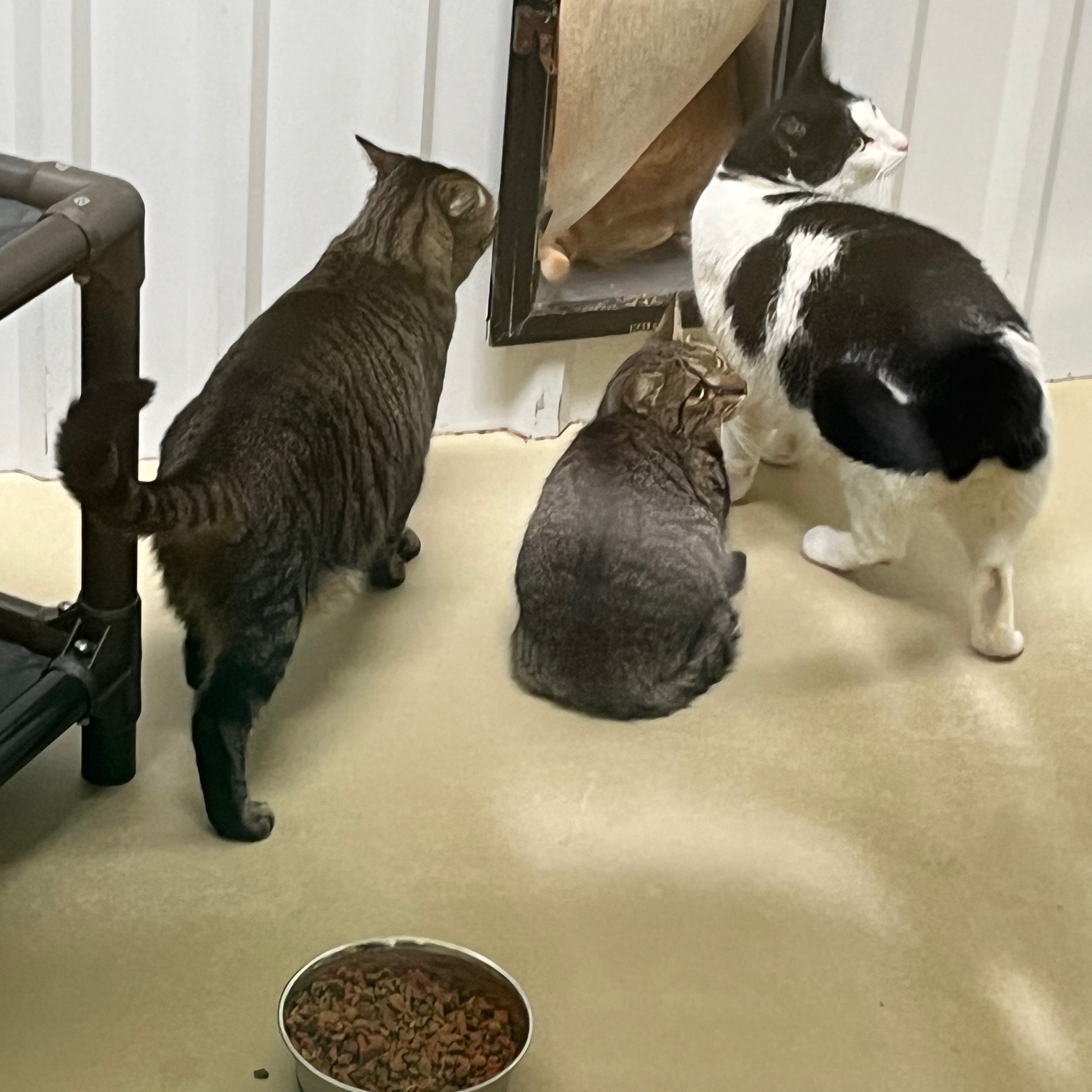 Friday, a Adoptable mixed breed in Clarksville, VA image 3/4