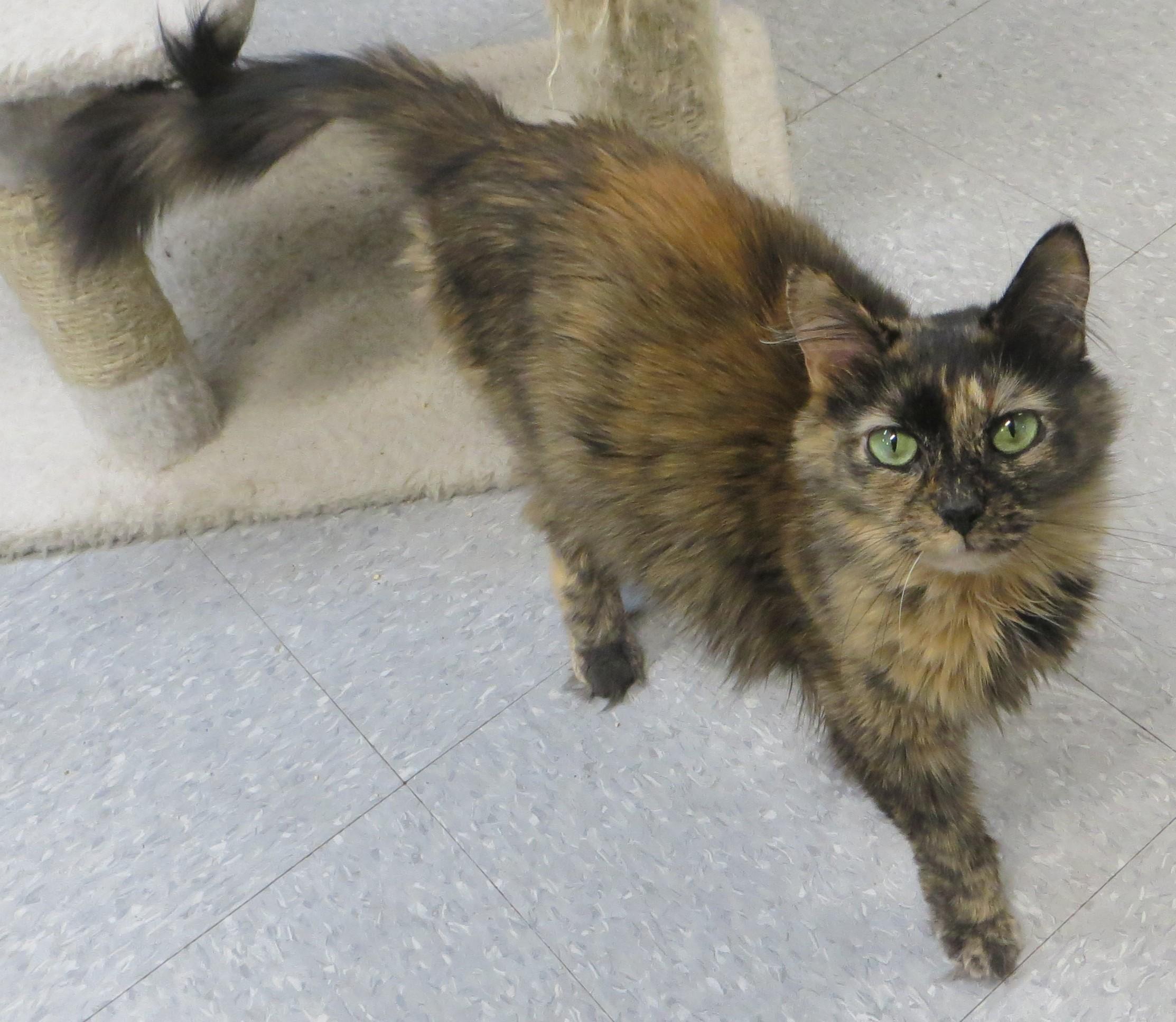 Enlarge GIZMO, a ADOPTABLE Tortoiseshell in Taunton, MA image 2/6