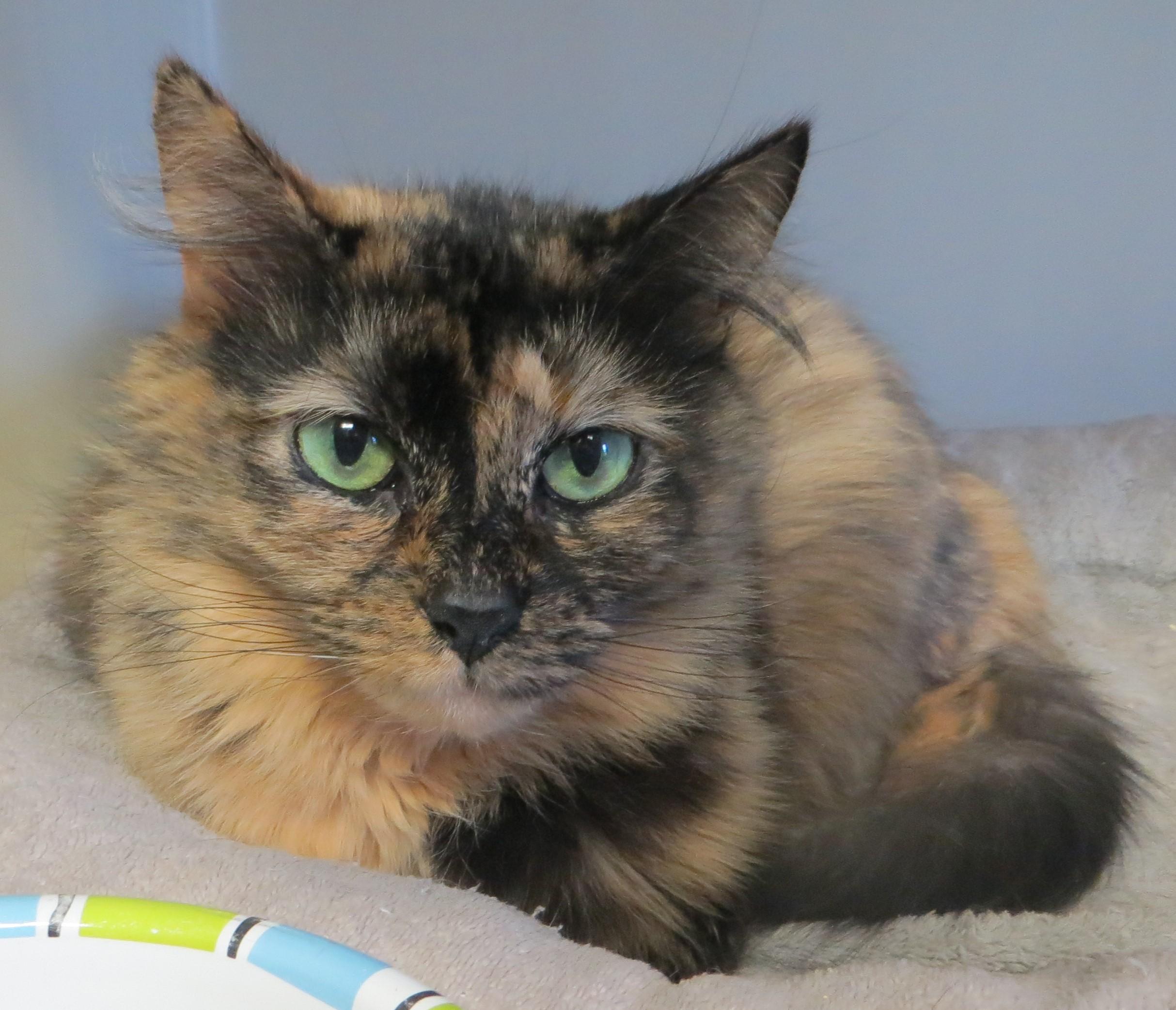 GIZMO, ADOPTABLE, Senior Female Tortoiseshell.