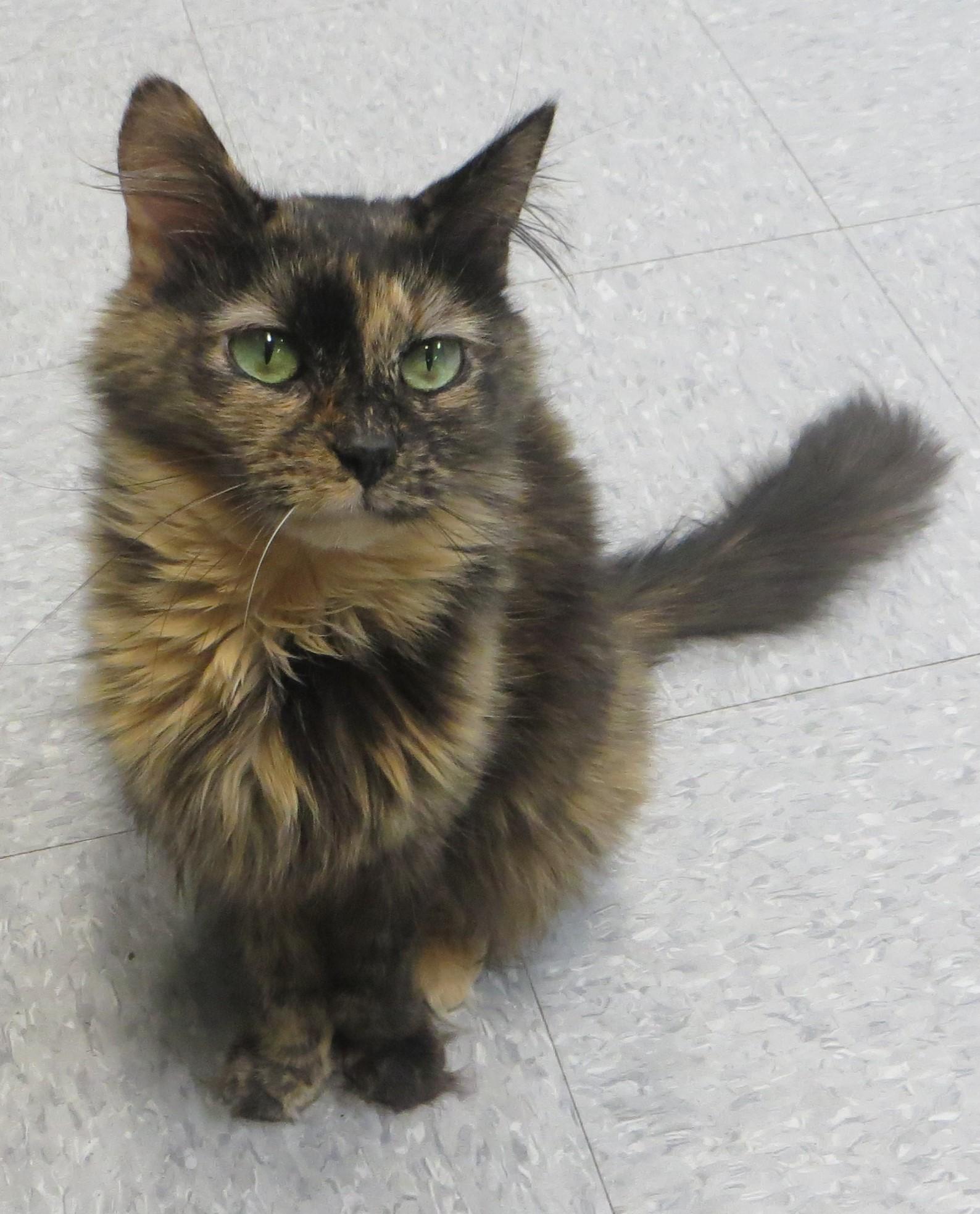 Enlarge GIZMO, a ADOPTABLE Tortoiseshell in Taunton, MA image 4/6