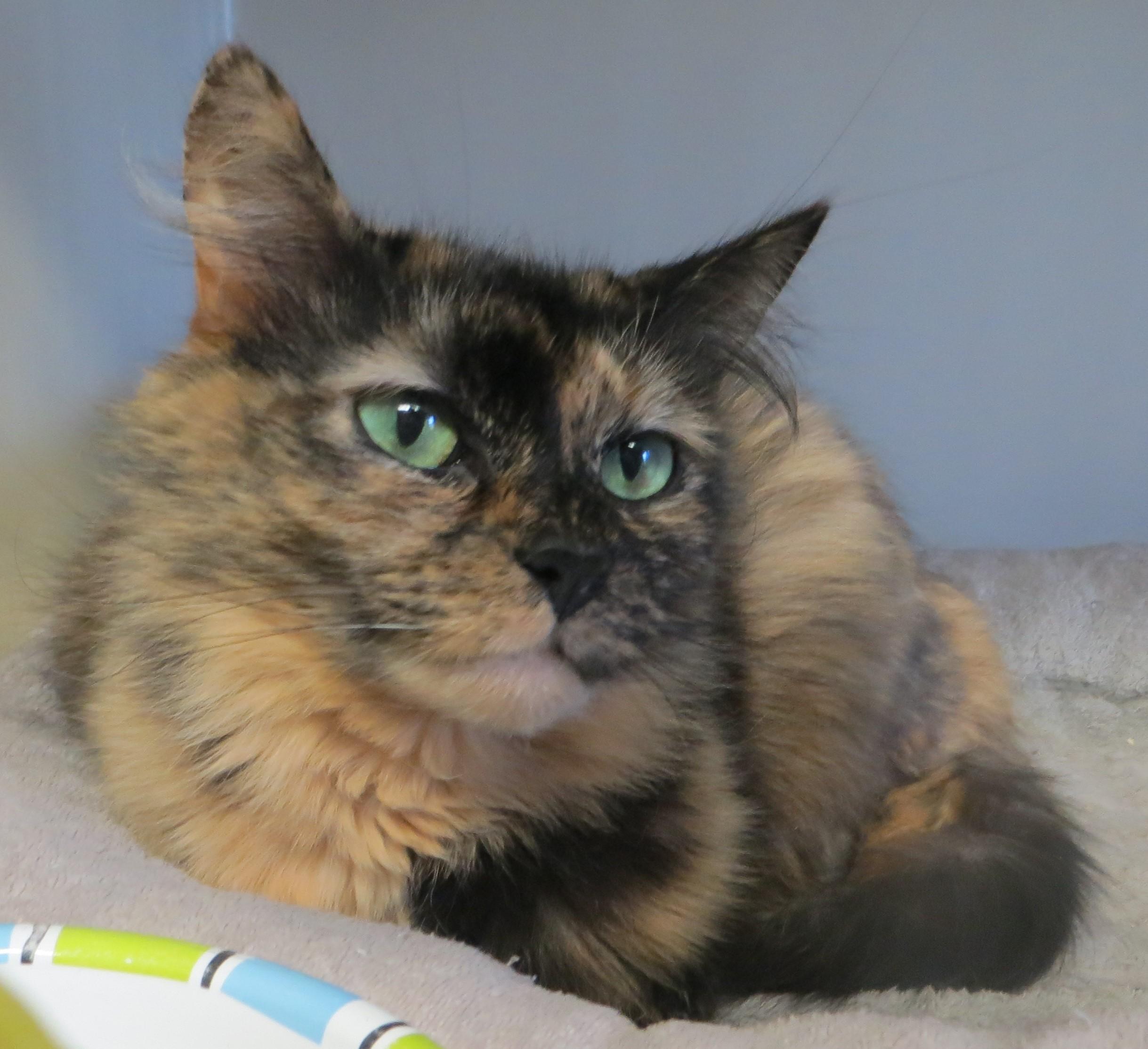 Enlarge GIZMO, a ADOPTABLE Tortoiseshell in Taunton, MA image 3/6