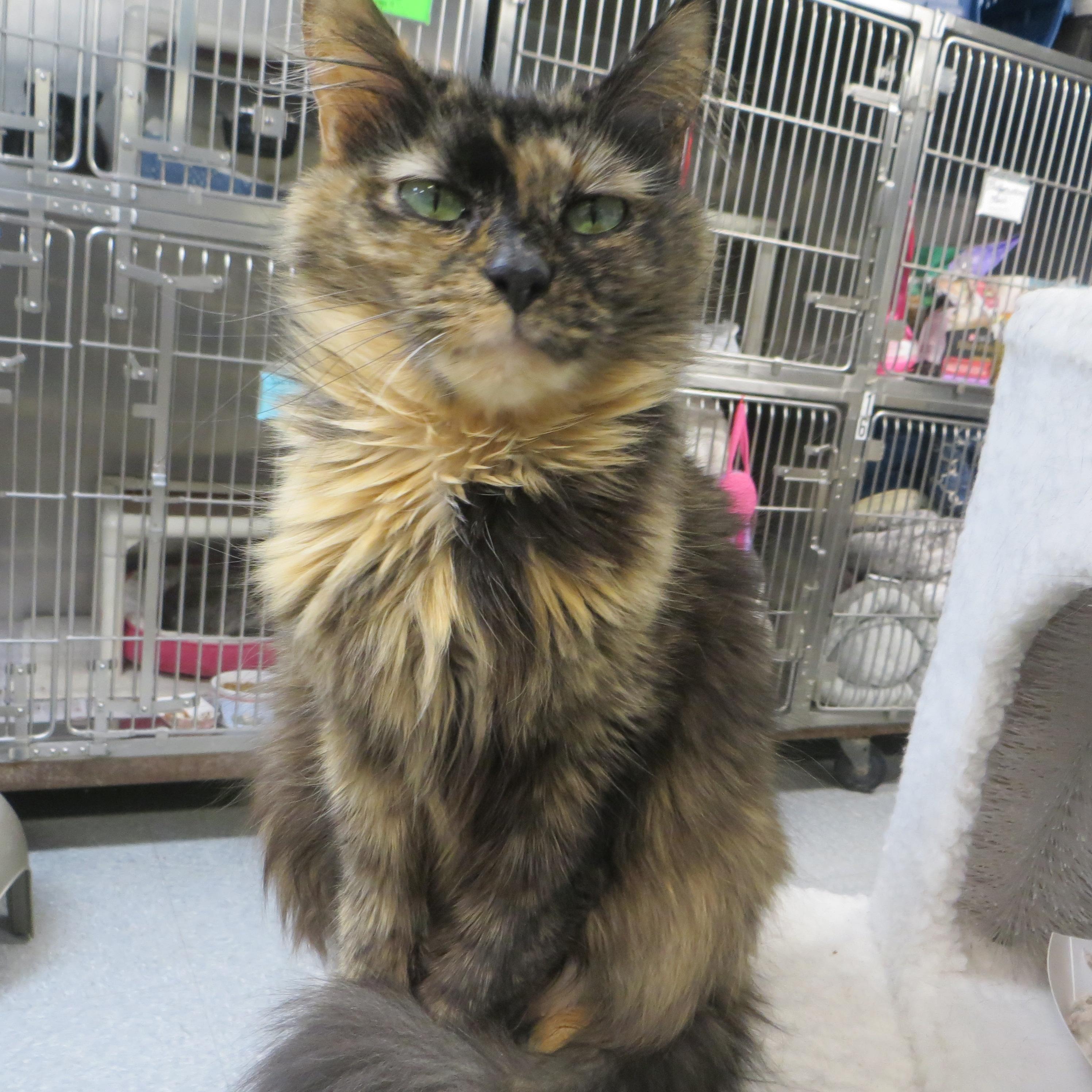Enlarge GIZMO, a ADOPTABLE Tortoiseshell in Taunton, MA image 6/6