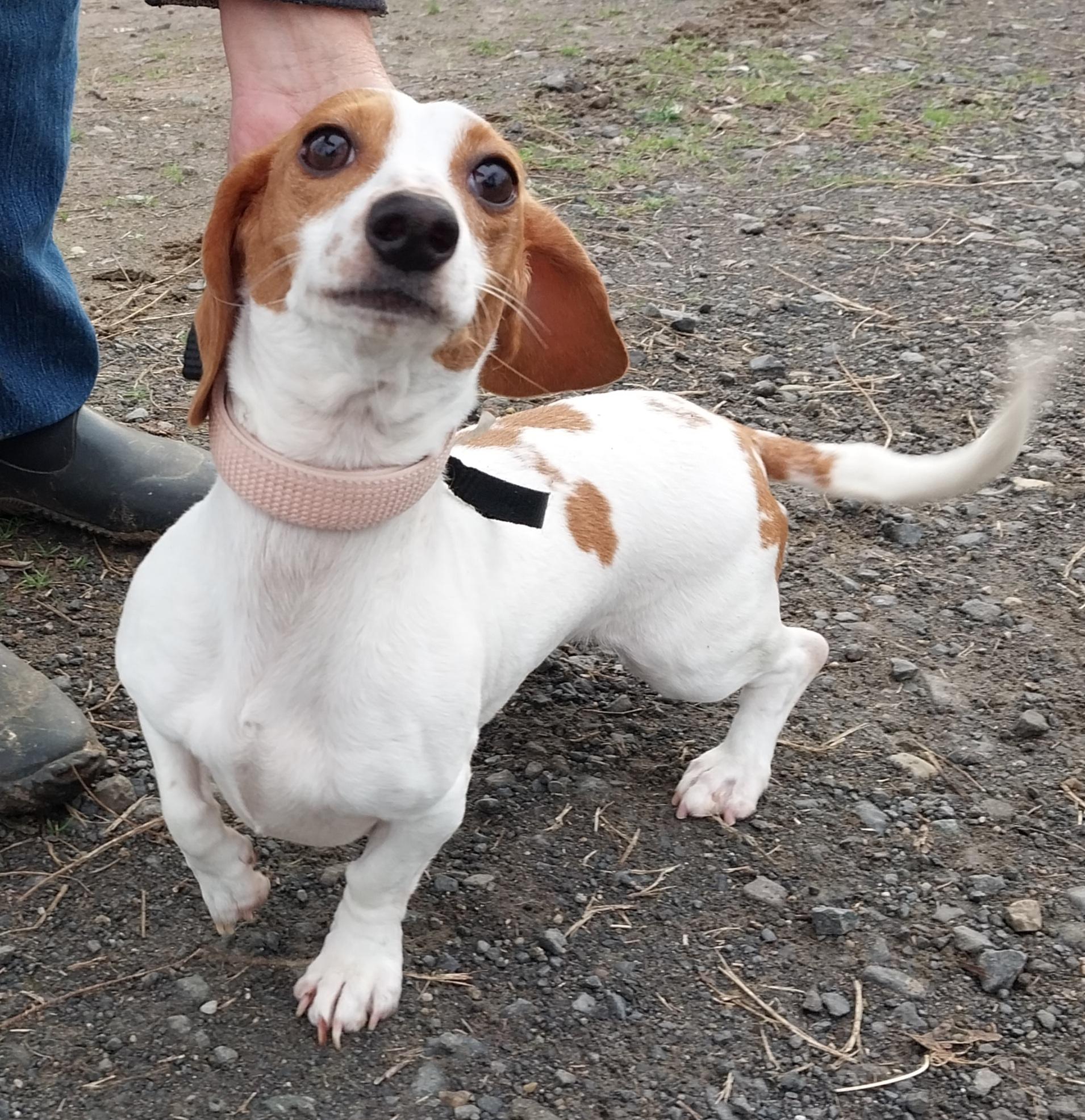 Enlarge Tinker Bell, an adopted Dachshund in The dalles, OR image 3/4