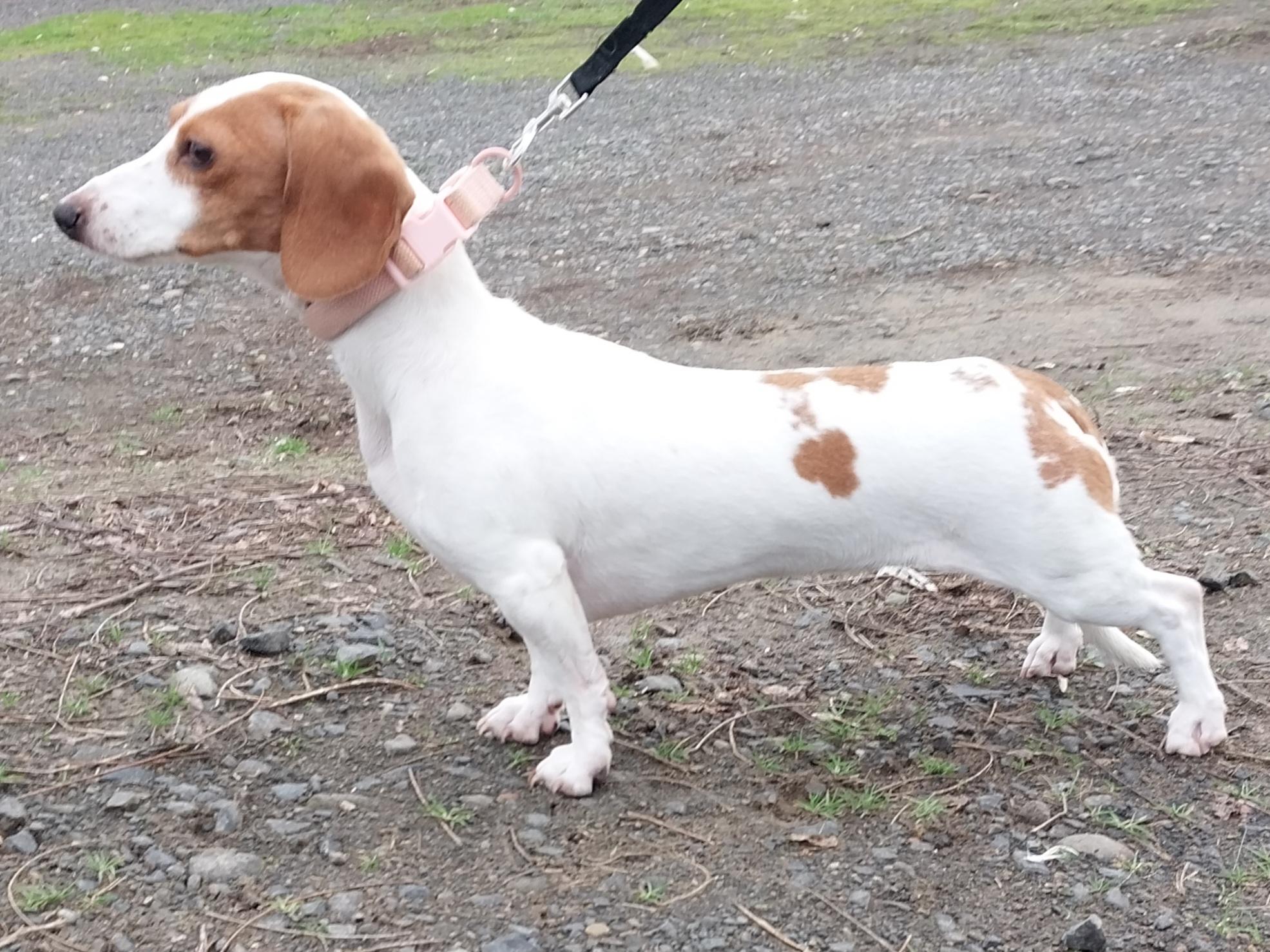 Enlarge Tinker Bell, an adopted Dachshund in The dalles, OR image 2/4