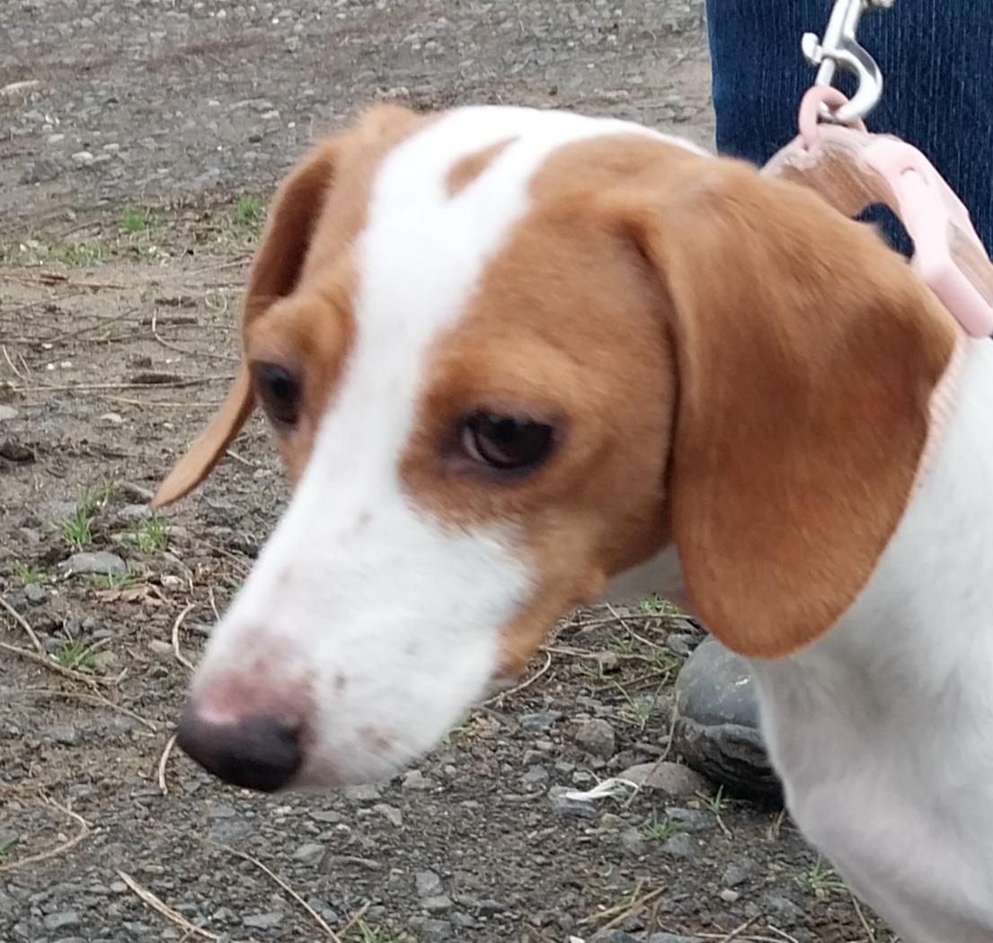 Enlarge Tinker Bell, an adopted Dachshund in The dalles, OR image 4/4
