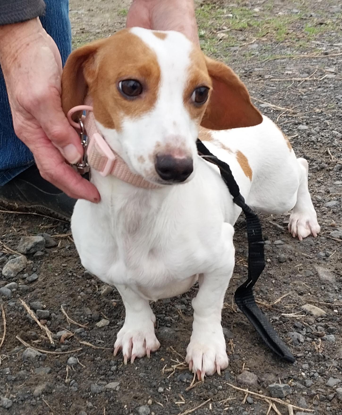 Enlarge Tinker Bell, an adopted Dachshund in The dalles, OR image 1/4