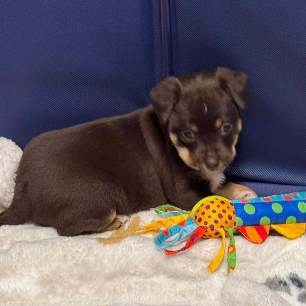 Enlarge Cocoa, a Adoptable mixed breed in Houston, TX image 1/1