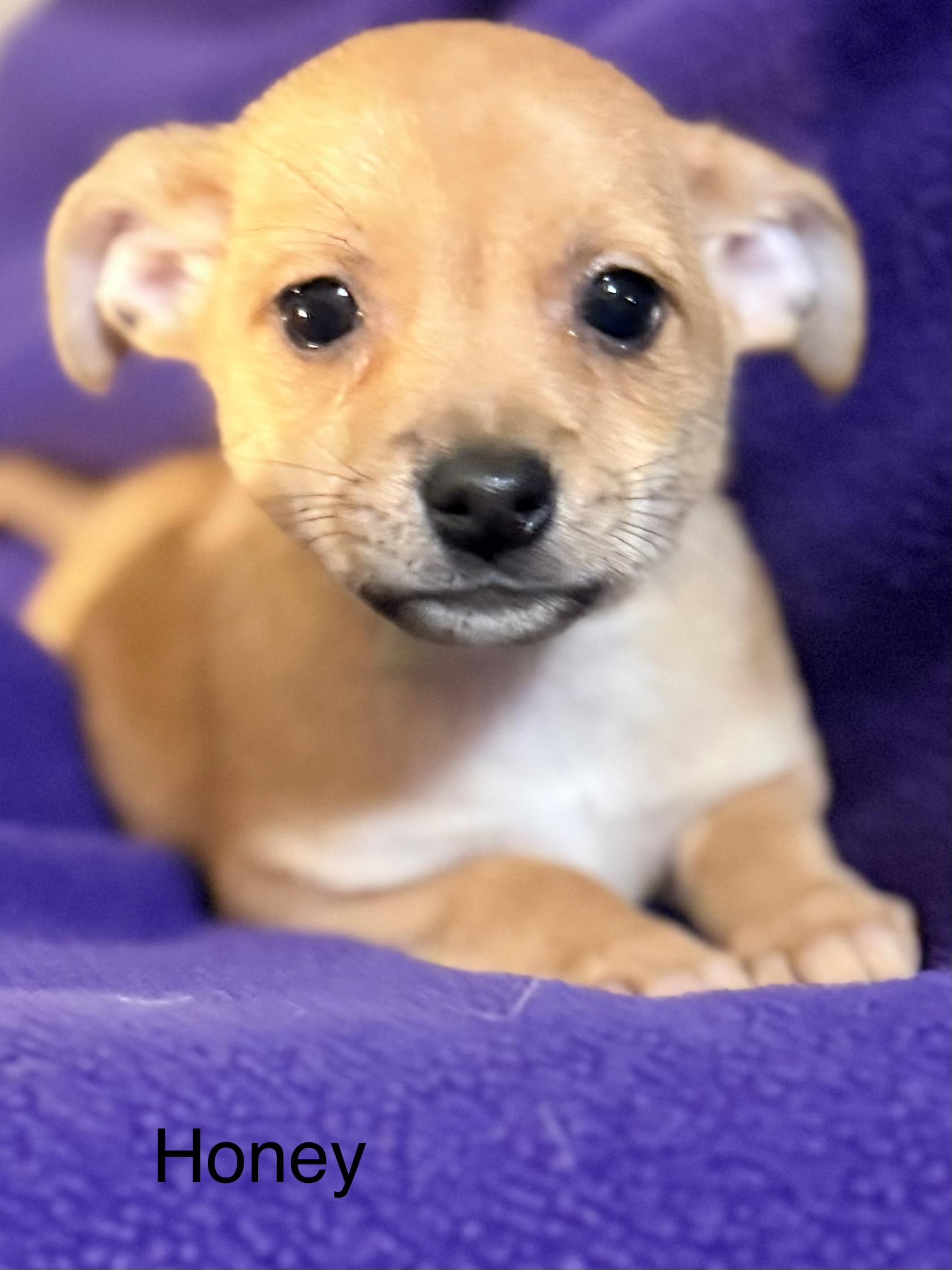 Honey, ADOPTABLE, Puppy Female Chihuahua.