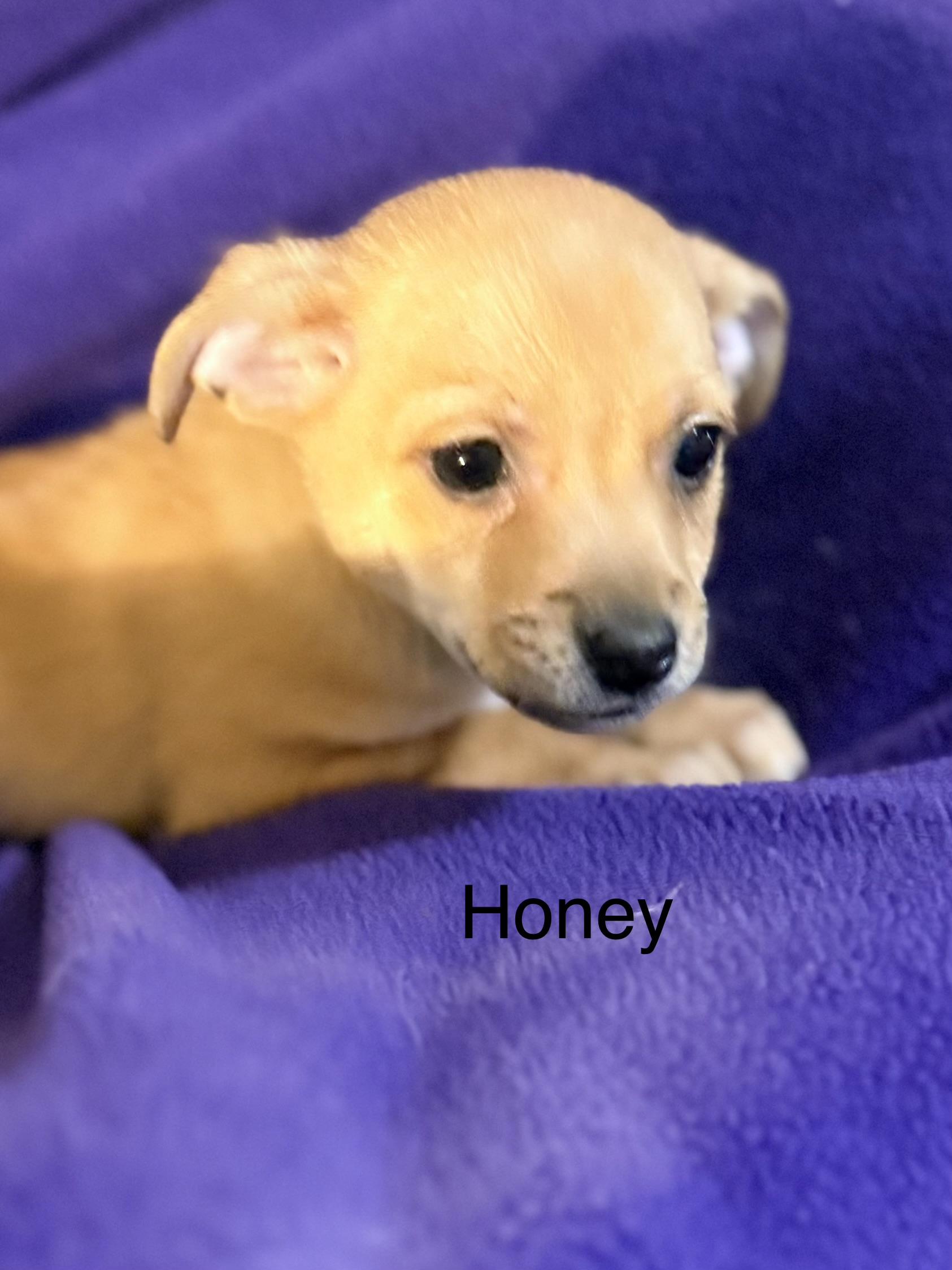 Enlarge Honey, a ADOPTABLE mixed breed in valley springs, CA image 2/2