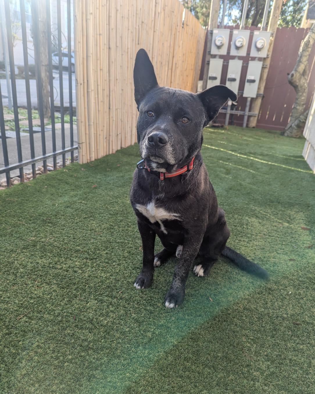 Buddy, Adoptable, Adult Male Pit Bull Terrier & Labrador Retriever.