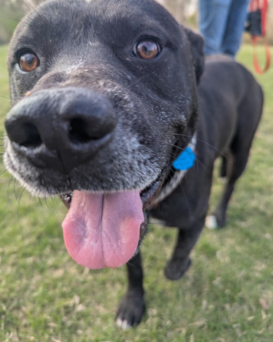 Enlarge Buddy, a Adoptable mixed breed in Cypress, TX image 3/6