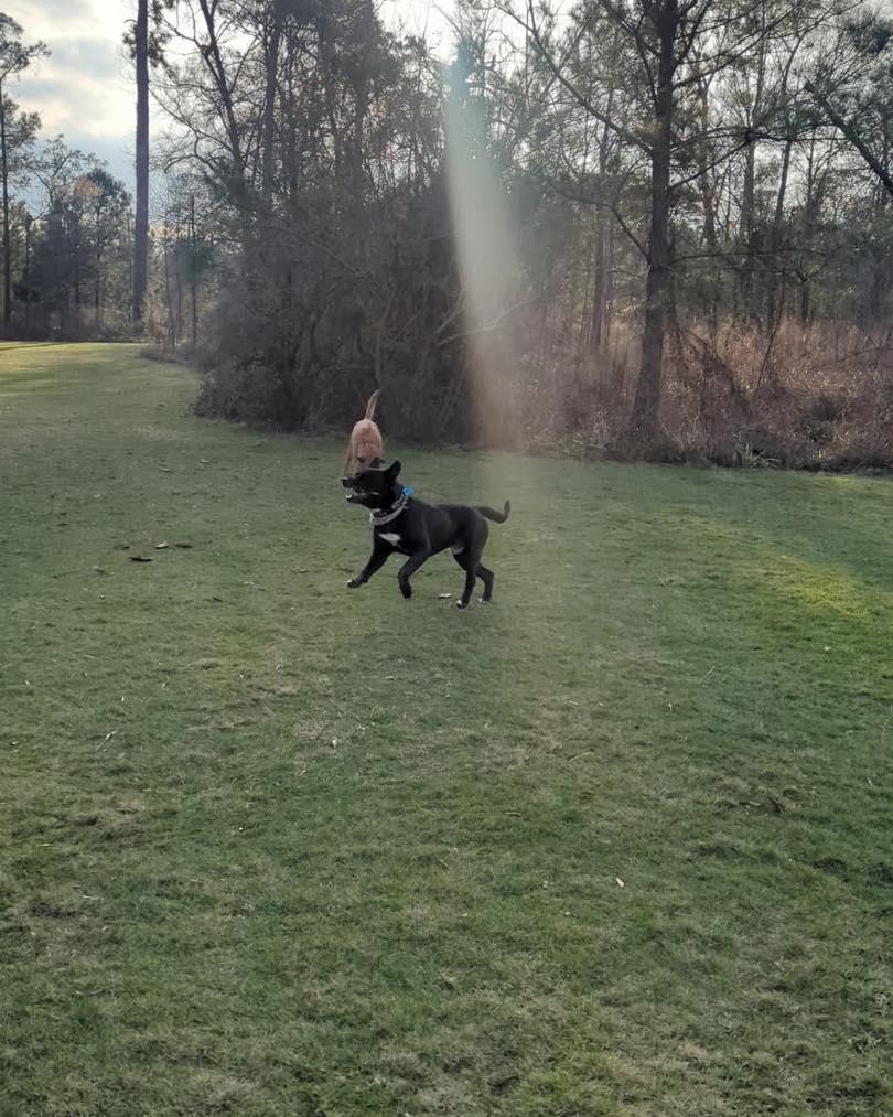 Enlarge Buddy, a Adoptable mixed breed in Cypress, TX image 2/6