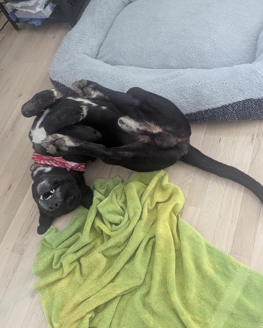 Enlarge Buddy, a Adoptable mixed breed in Cypress, TX image 5/6