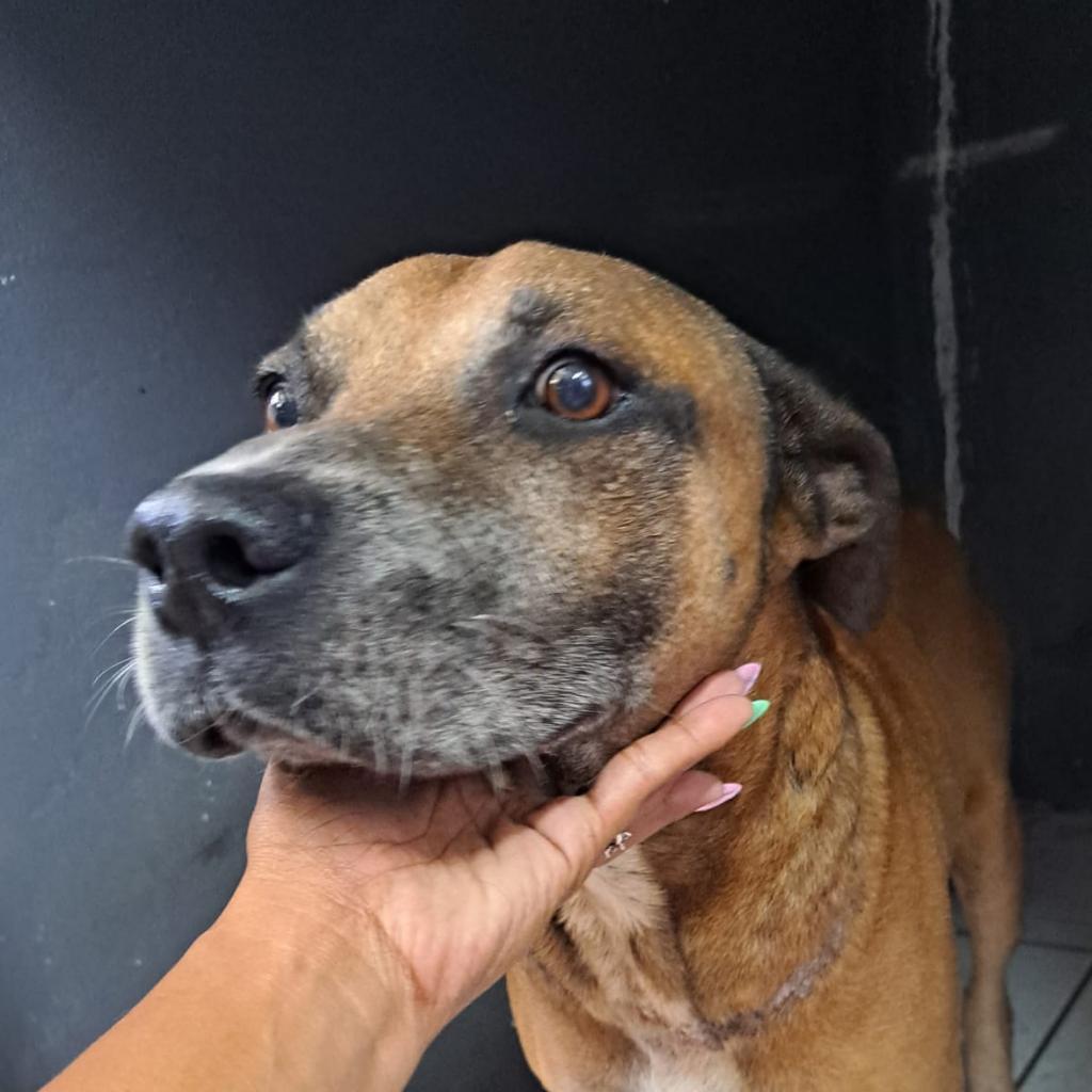 Bobby A, a Adoptable Mixed Breed in Guaynabo, PR image 1/6