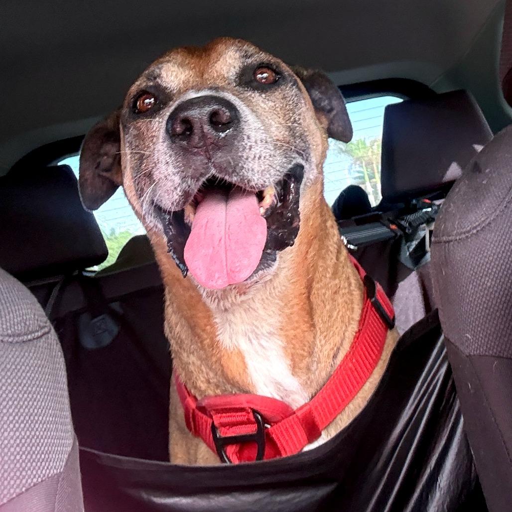 Bobby A, a Adoptable Mixed Breed in Guaynabo, PR image 2/6