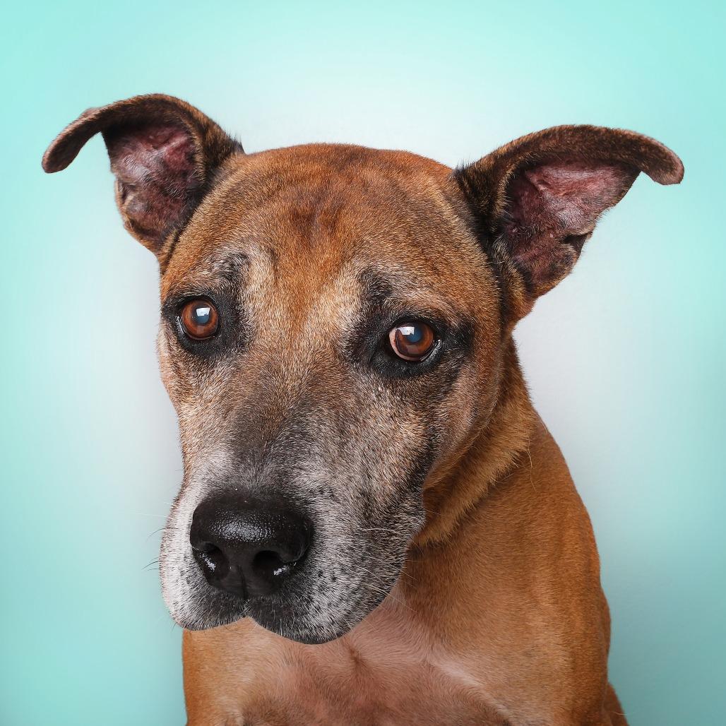 Bobby A, a Adoptable Mixed Breed in Guaynabo, PR image 2/6