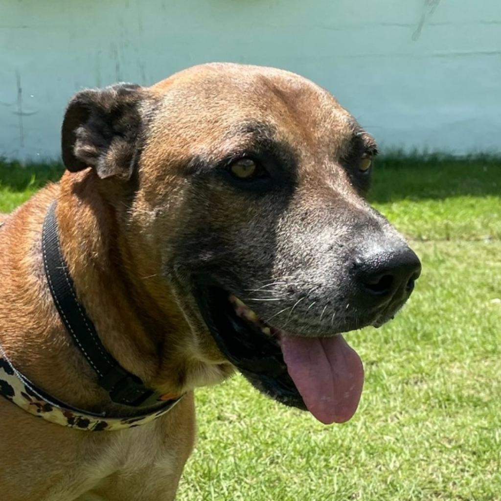 Bobby A, a Adoptable Mixed Breed in Guaynabo, PR image 3/6