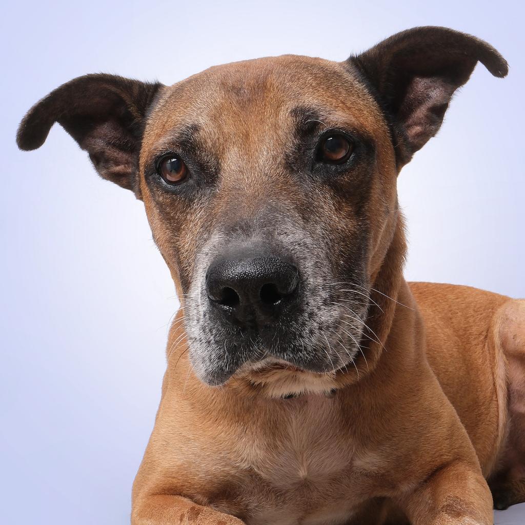 Bobby A, a Adoptable Mixed Breed in Guaynabo, PR image 4/6