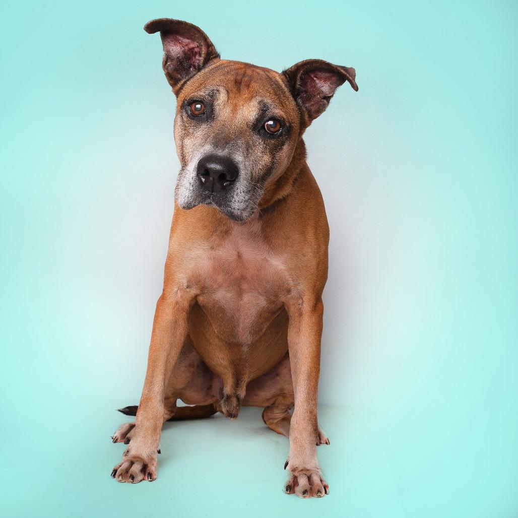 Bobby A, a Adoptable Mixed Breed in Guaynabo, PR image 5/6