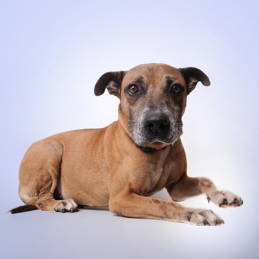 Bobby A, a Adoptable Mixed Breed in Guaynabo, PR image 6/6