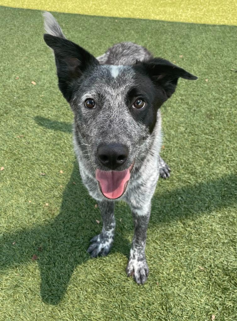 Boone, Adoptable, Young Male Cattle Dog.