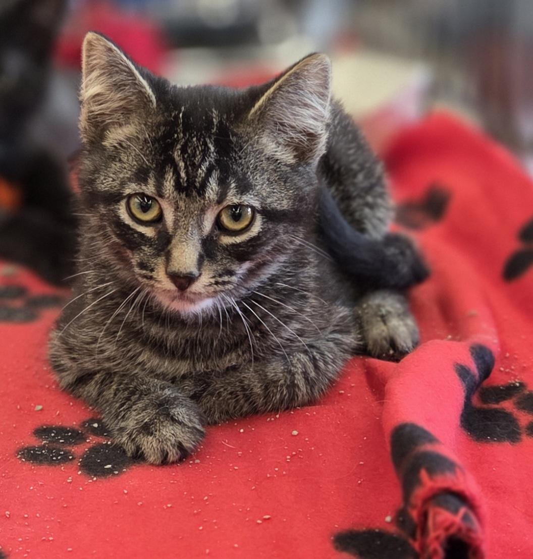 Yertyl (other siblings are Gertrude & Thickelbaum), a ADOPTABLE Tabby in Brighton, MI image 1/4