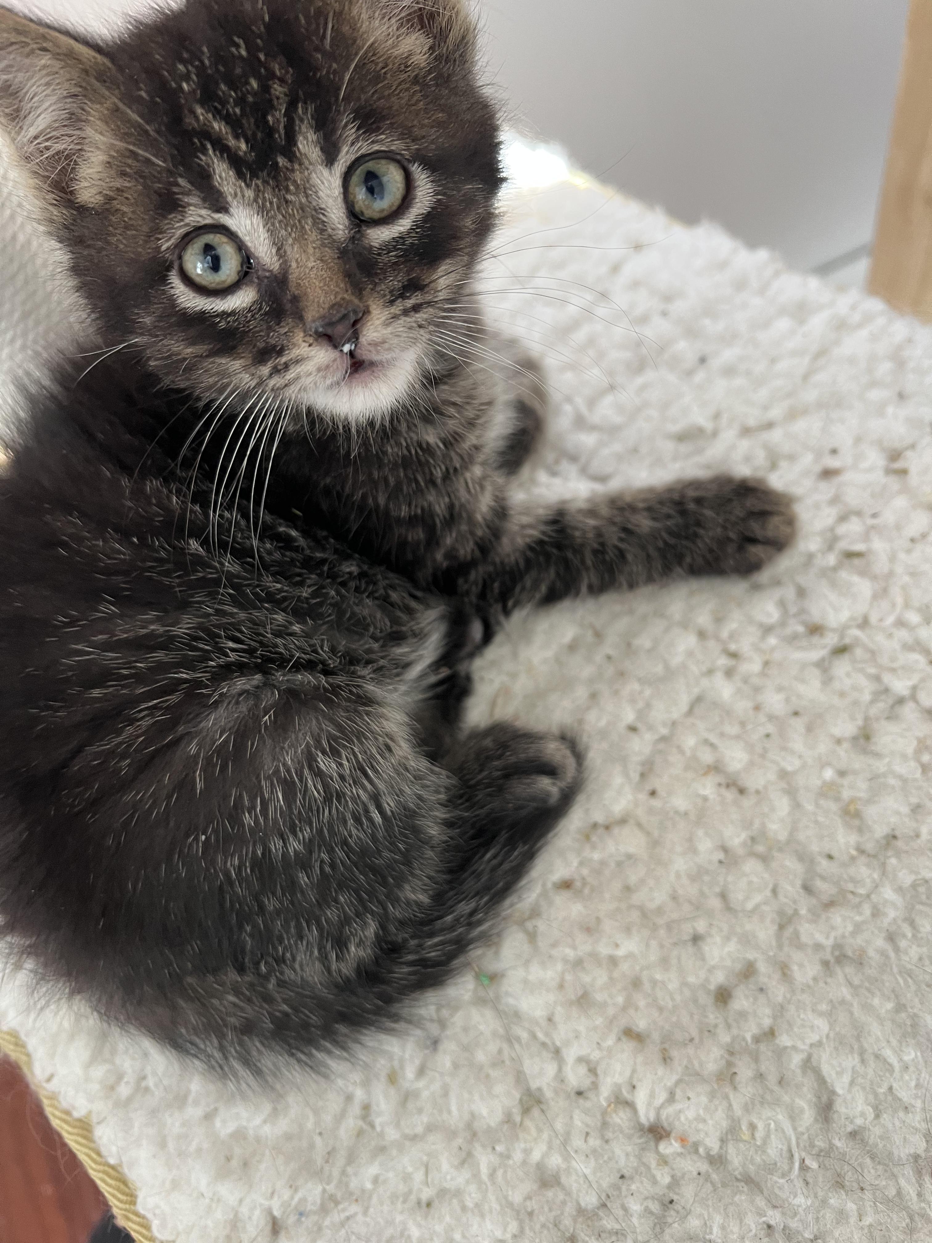 Yertyl (other siblings are Gertrude & Thickelbaum), a ADOPTABLE Tabby in Brighton, MI image 3/4
