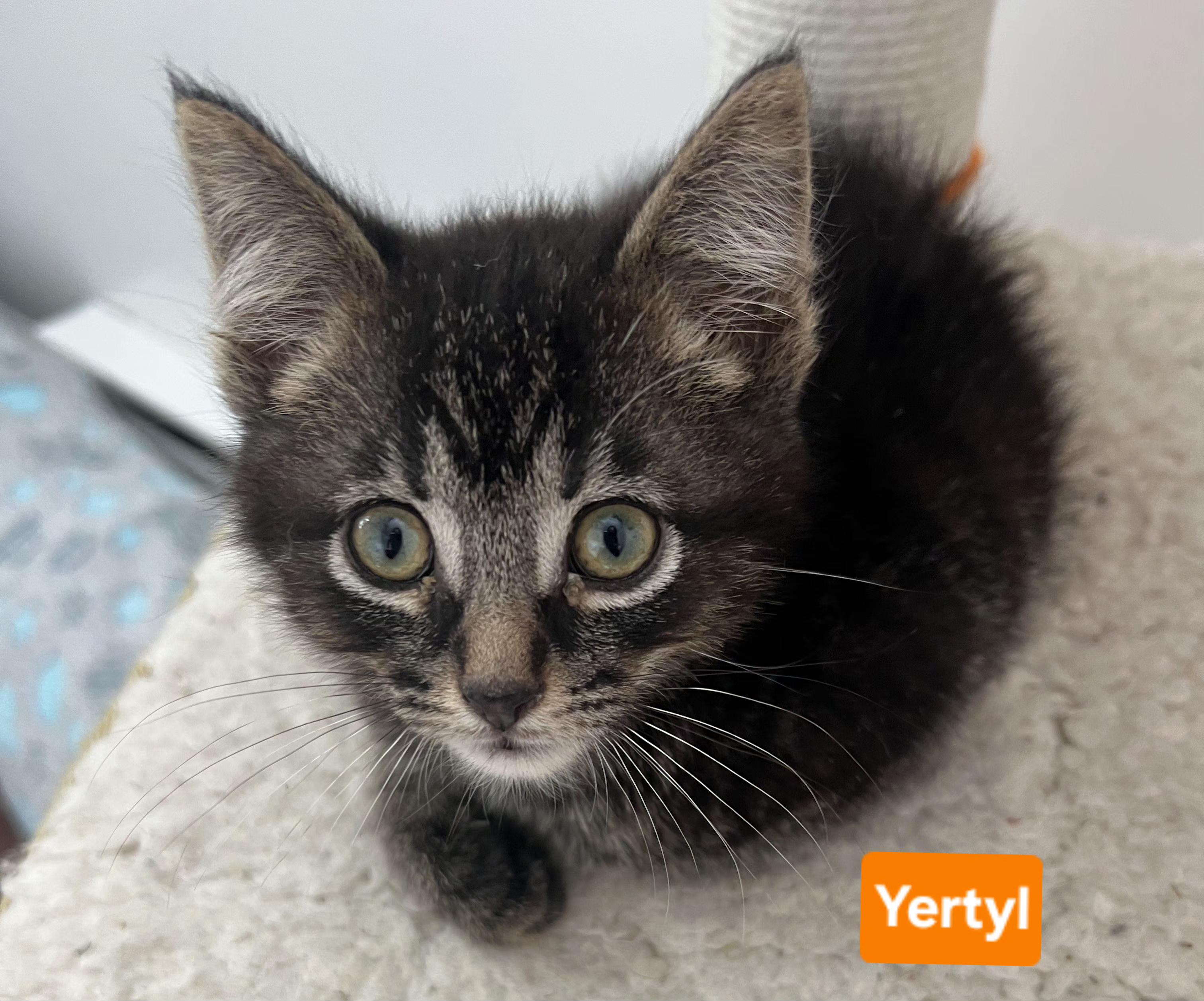 Yertyl (other siblings are Gertrude & Thickelbaum), a ADOPTABLE Tabby in Brighton, MI image 2/4