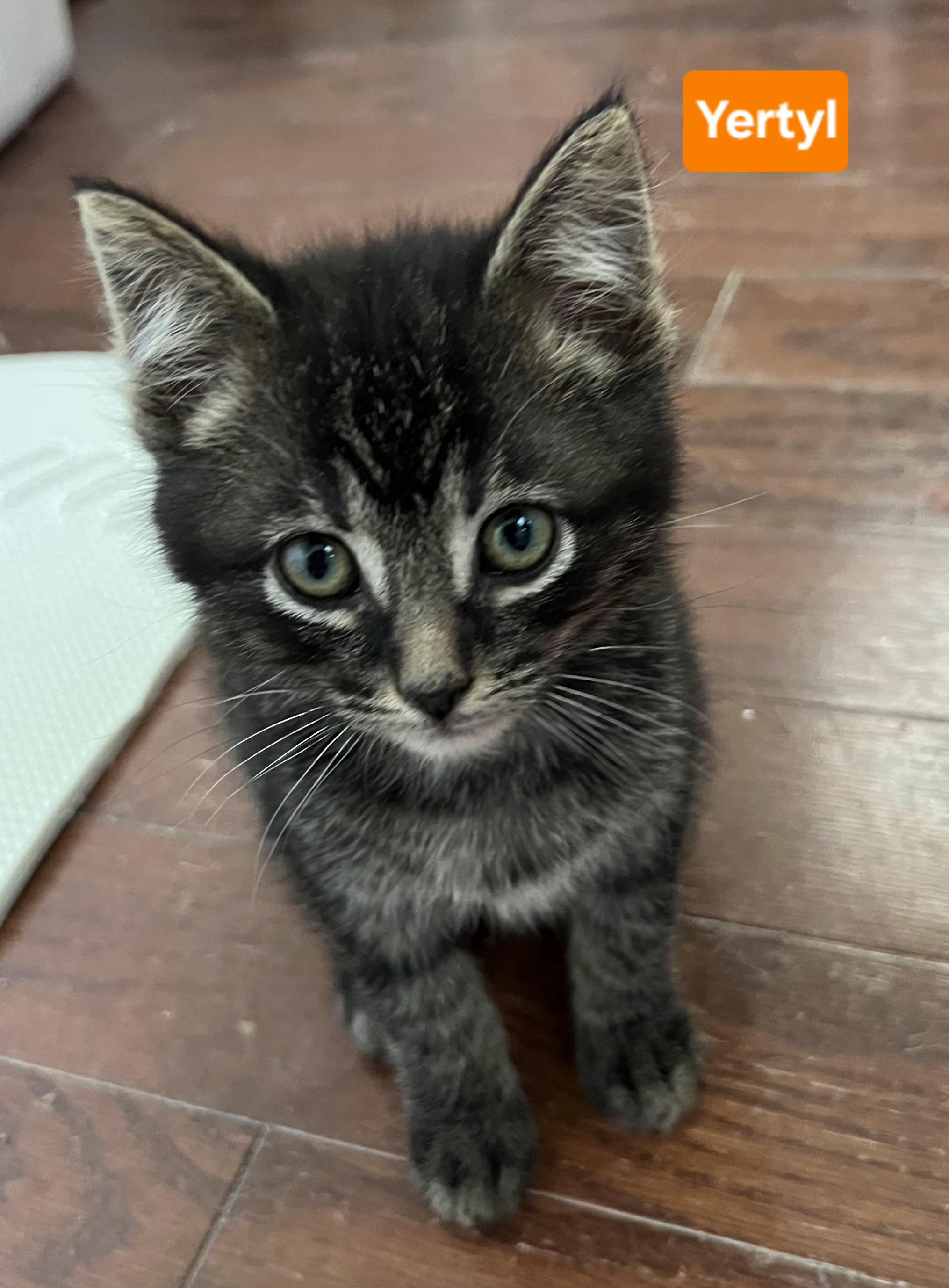 Yertyl (other siblings are Gertrude & Thickelbaum), a ADOPTABLE Tabby in Brighton, MI image 4/4