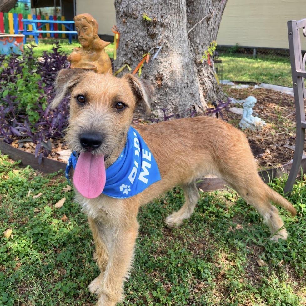 Viktor, Adoptable, Young Male Terrier & Mixed Breed.