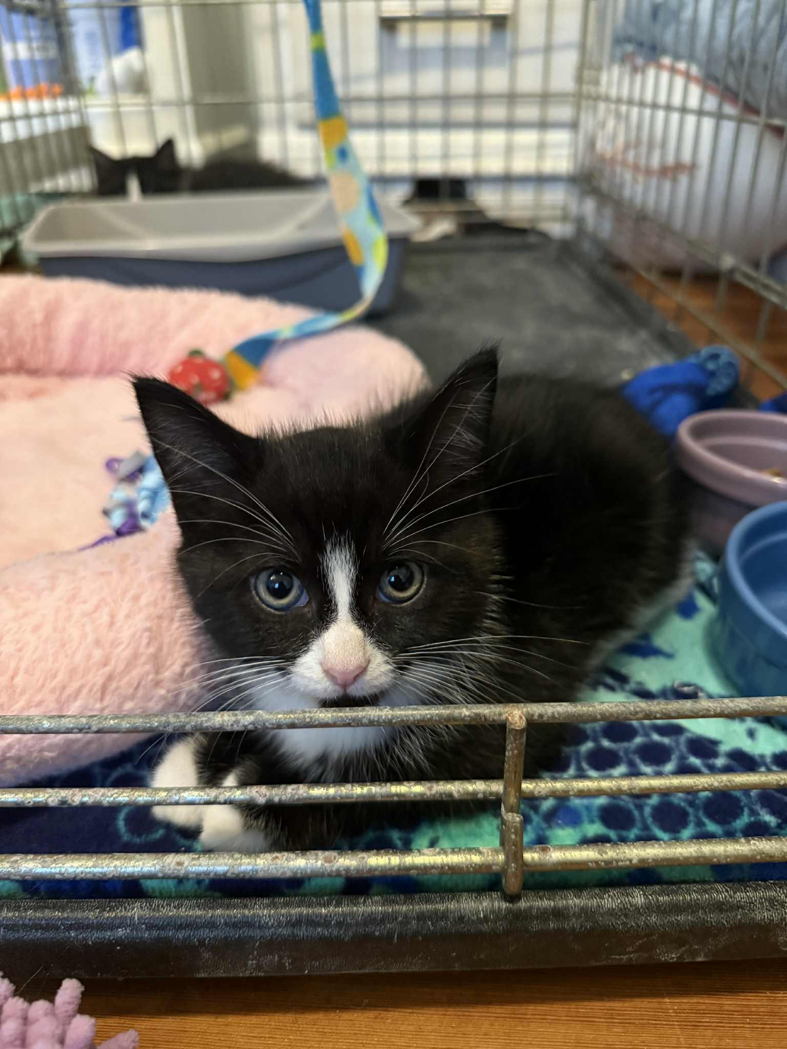 Ricky, Adopted, Young Male Domestic Short Hair.