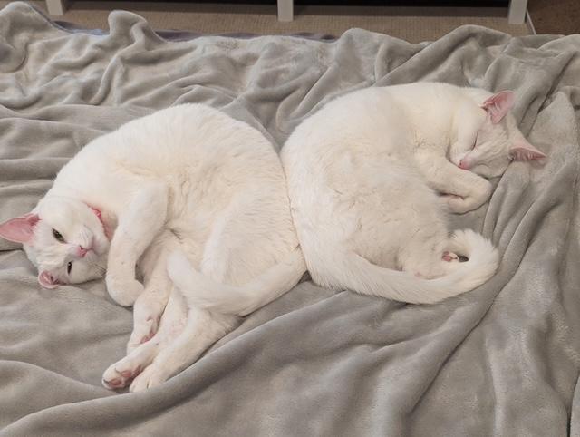 Jett and Fluff, Adult Male unknown