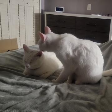 Jett and Fluff photo 4
