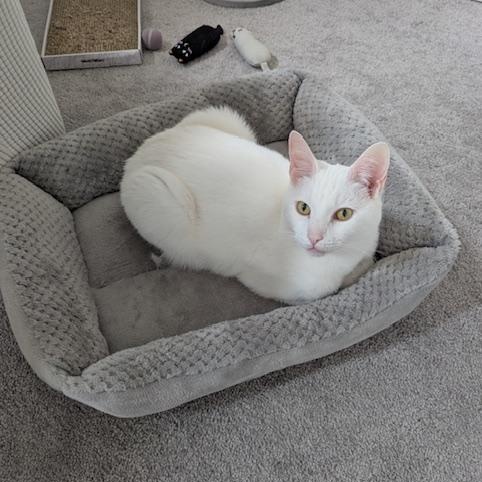 Jett and Fluff photo 3