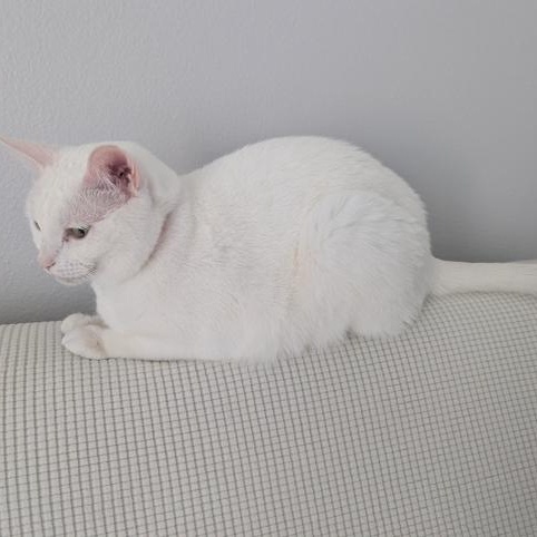 Jett and Fluff photo 2