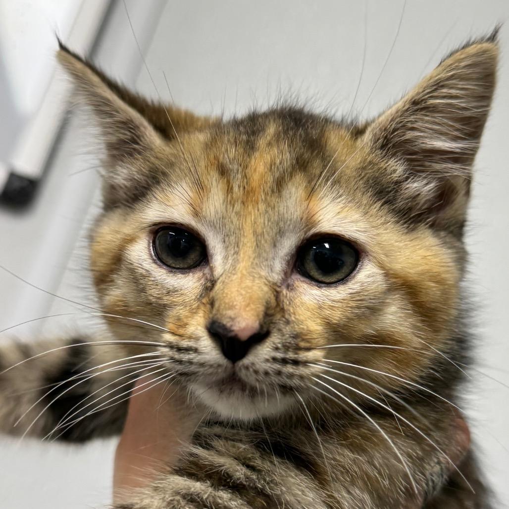 Enlarge Twinkle, a Adoptable Domestic Medium Hair in Marble, NC image 1/1