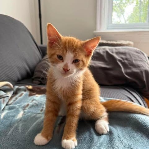 Ernie, Adoptable, Young Male Tabby.