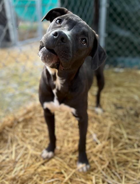 Enlarge Falcon, an adopted Mixed Breed in Manchester, TN image 1/3