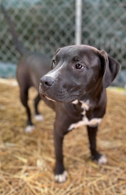 Enlarge Falcon, an adopted Mixed Breed in Manchester, TN image 2/3